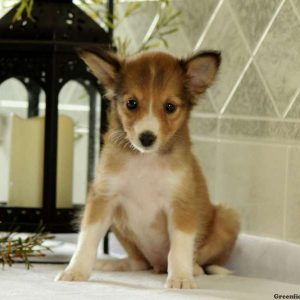 Scotty, Shetland Sheepdog Puppy