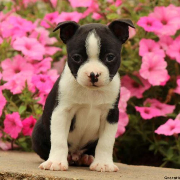 Scout, Boston Terrier Puppy