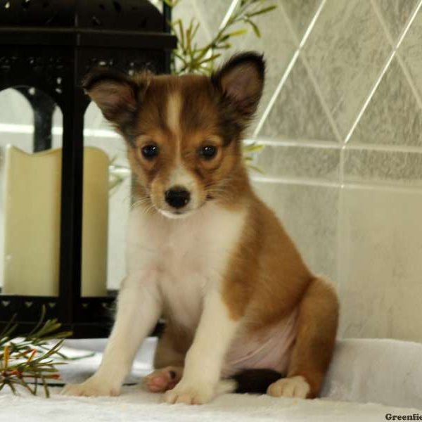 Scout, Shetland Sheepdog Puppy