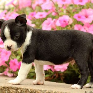 Scout, Boston Terrier Puppy