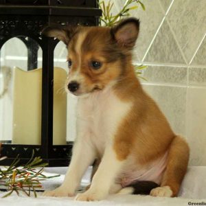 Scout, Shetland Sheepdog Puppy