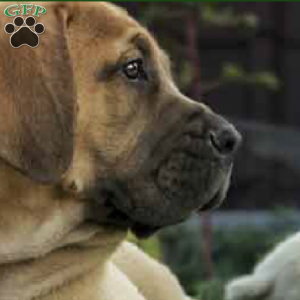 Furry Testerpup, African Boerboel Puppy