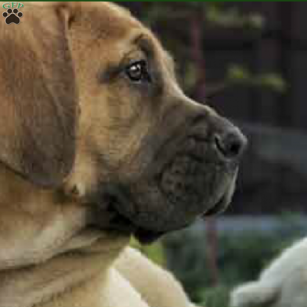 Awesome Dude, African Boerboel Puppy