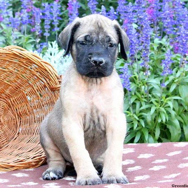 Seely, English Mastiff Puppy