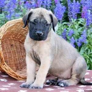 Seely, English Mastiff Puppy