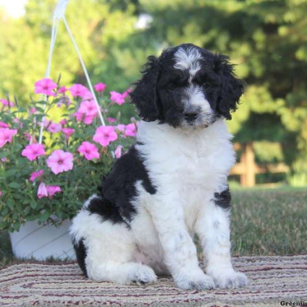 Sela, Standard Poodle Mix Puppy