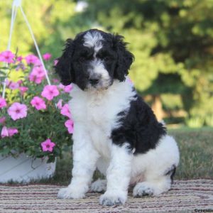 Sela, Standard Poodle Mix Puppy