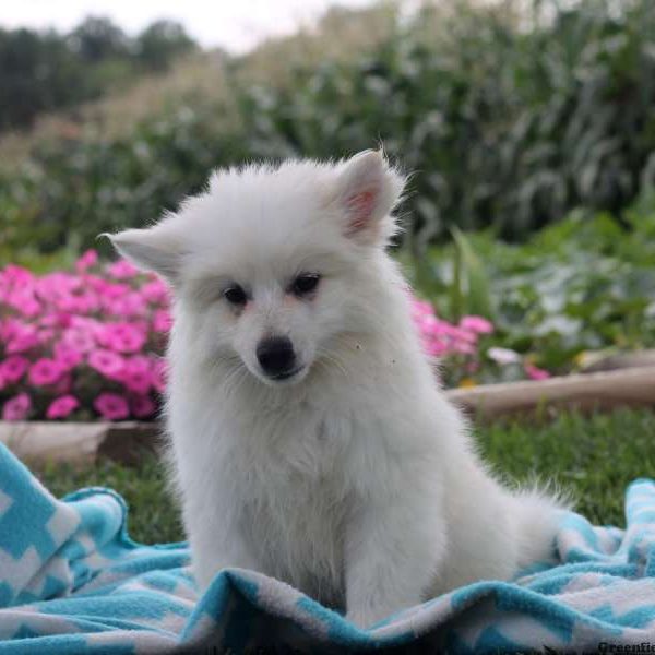 Selena, American Eskimo Puppy