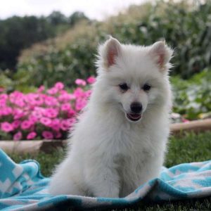 Selena, American Eskimo Puppy