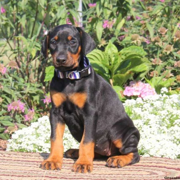 Serena, Doberman Pinscher Puppy