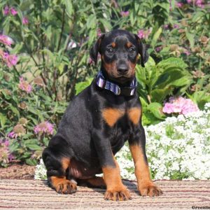 Serena, Doberman Pinscher Puppy