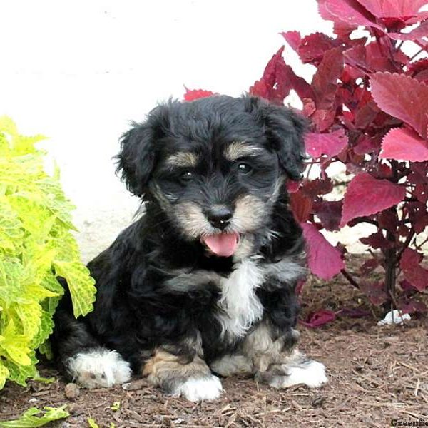 Seth, Havanese Mix Puppy