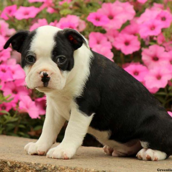 Seth, Boston Terrier Puppy