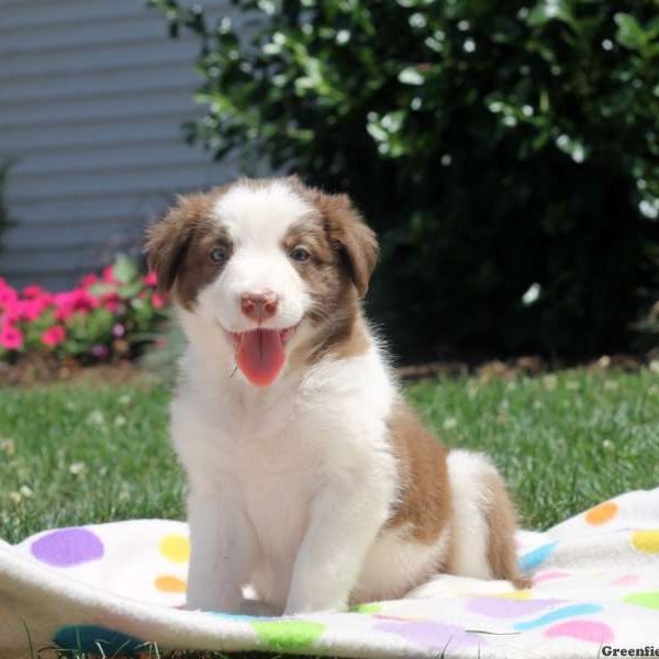 Seth, Border Collie Puppy