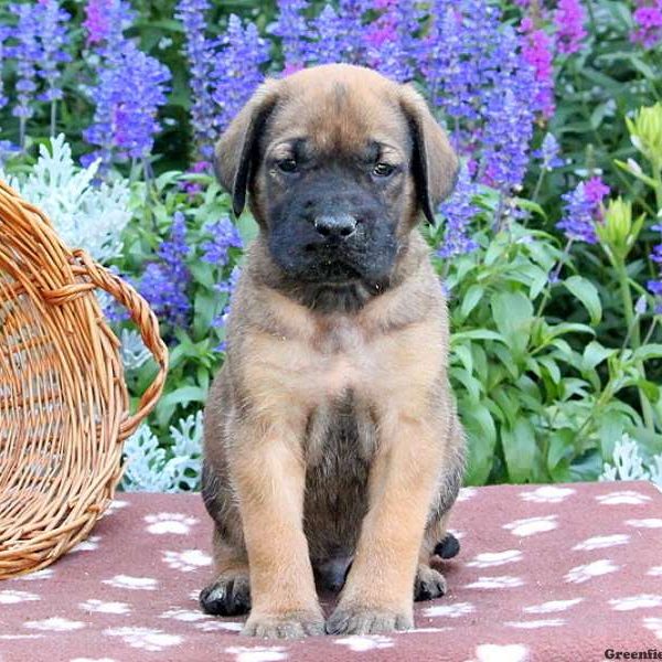 Seth, English Mastiff Puppy