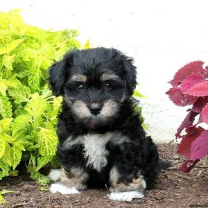 Seth, Havanese Mix Puppy