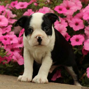 Seth, Boston Terrier Puppy