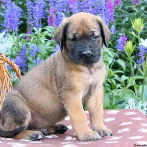 Seth, English Mastiff Puppy