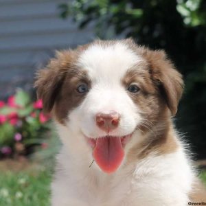 Seth, Border Collie Puppy