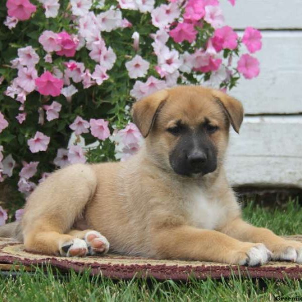 Shadow, German Shepherd Mix Puppy