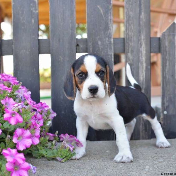 Shadow, Beagle Puppy