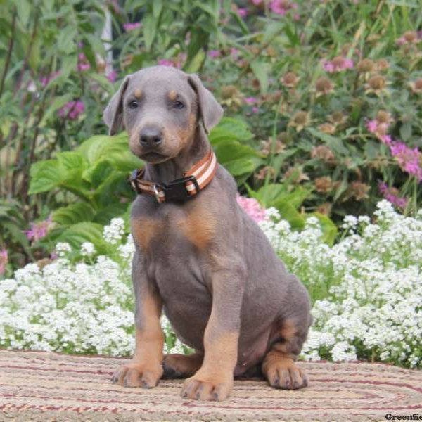 Shadow, Doberman Pinscher Puppy