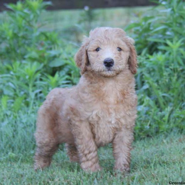 Shadow, Standard Poodle Mix Puppy