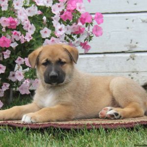 Shadow, German Shepherd Mix Puppy