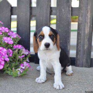 Shadow, Beagle Puppy