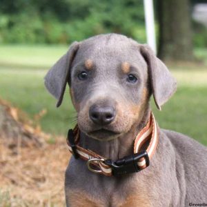 Shadow, Doberman Pinscher Puppy