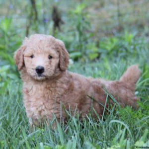 Shadow, Standard Poodle Mix Puppy