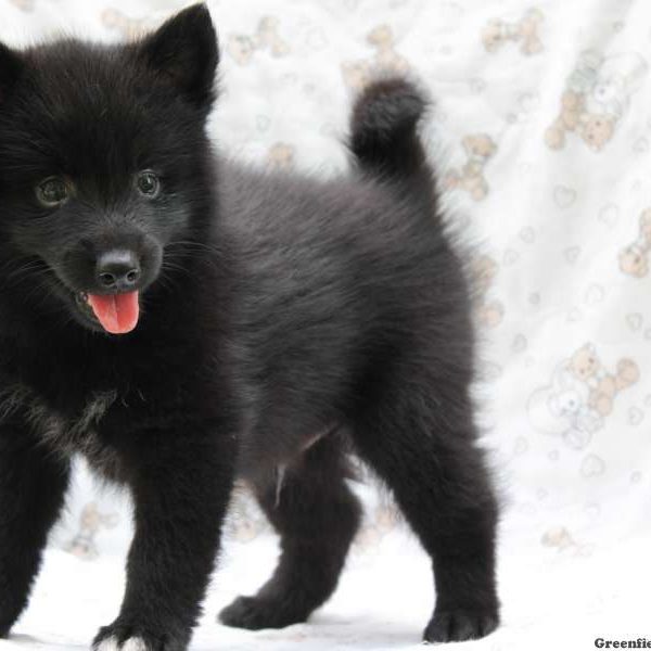 Sharad, Pomsky Puppy