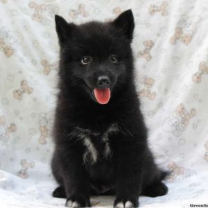 Sharad, Pomsky Puppy