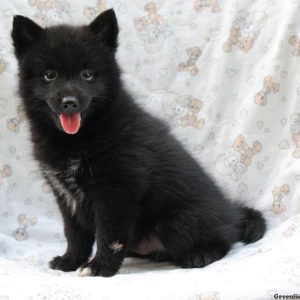 Sharad, Pomsky Puppy