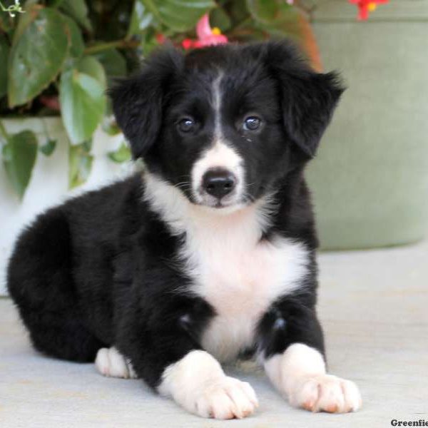 Sharon, Border Collie Puppy