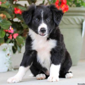 Sharon, Border Collie Puppy