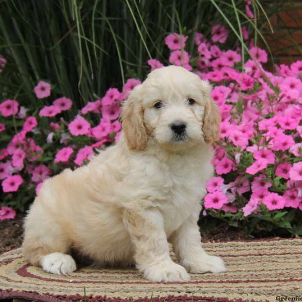 Shawn, Goldendoodle-Miniature Puppy