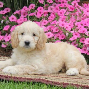 Shawn, Goldendoodle-Miniature Puppy