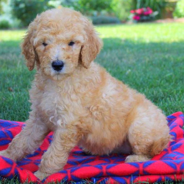 Sheila Hope, Goldendoodle Puppy