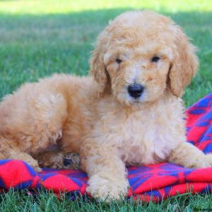 Sheila Hope, Goldendoodle Puppy