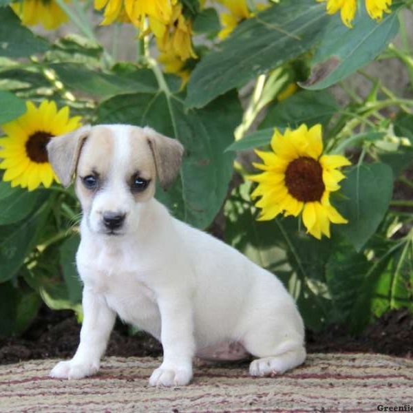 Sheila, Jack Russell Terrier Puppy