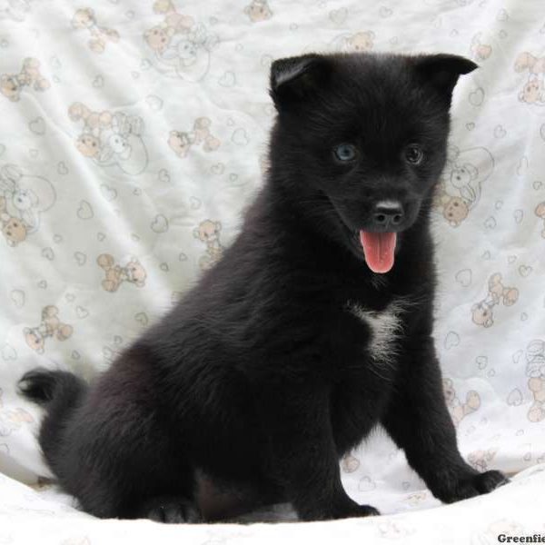 Sheila, Pomsky Puppy