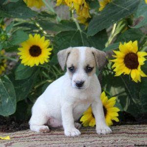 Sheila, Jack Russell Terrier Puppy