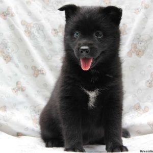 Sheila, Pomsky Puppy