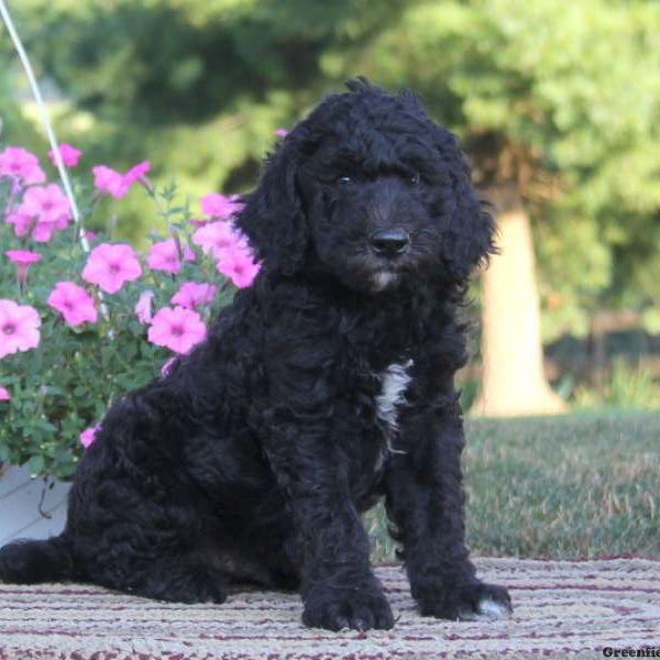 Shelby, Standard Poodle Mix Puppy