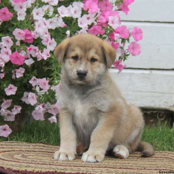 Shelby, German Shepherd Mix Puppy