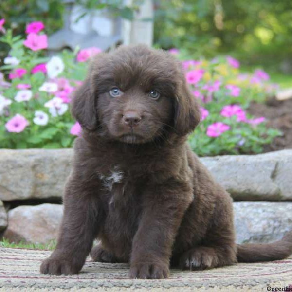 Shelby, Newfoundland Puppy