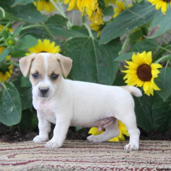 Shelby, Jack Russell Terrier Puppy