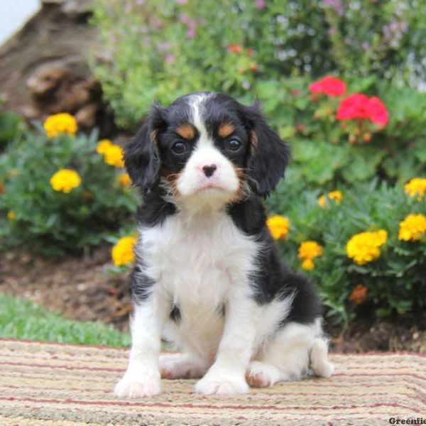 Shelby, Cavalier King Charles Spaniel Puppy