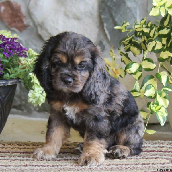 Shelby, Cocker Spaniel Puppy